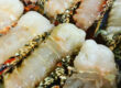 Butterflied lobster tails prepared for a Hibachi Royal signature teppanyaki course